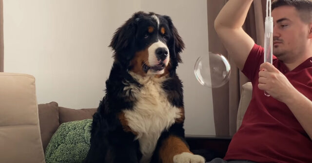 Il Bovaro del Bernese vede le bolle di sapone per la prima volta e non riesce a trattenere l’emozione