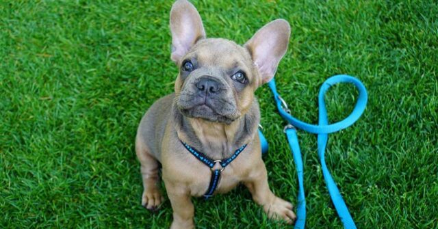 Il Bulldog Francese assaggia per la prima volta una carota e la sua reazione è unica