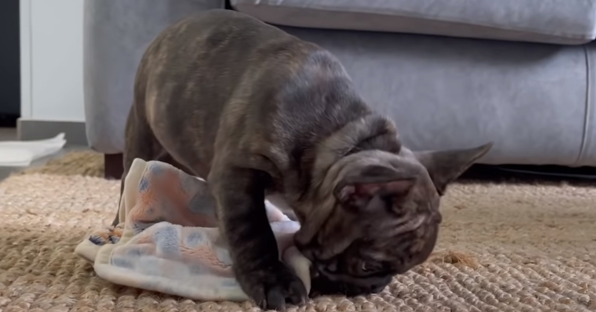 Cucciolo di Bulldog Francese che osserva