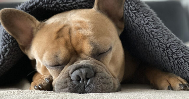 Il Bulldog Francese si fa coccolare facendosi portare la colazione a letto (video)