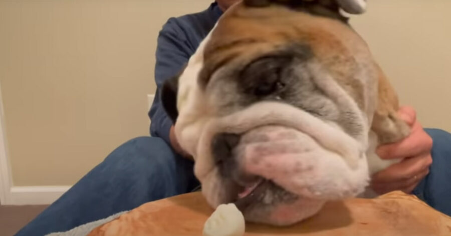 Bulldog che mangia