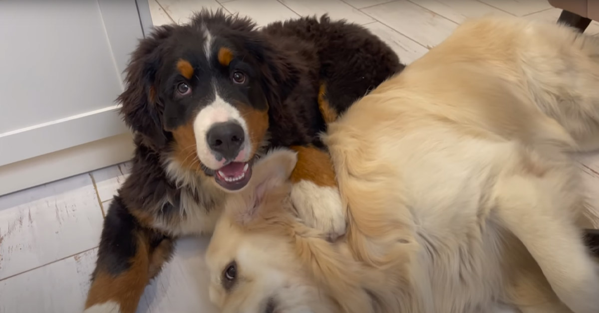 Il Golden Retriever annoiato decide di infastidire un Bovaro del Bernese con molta pazienza (video)