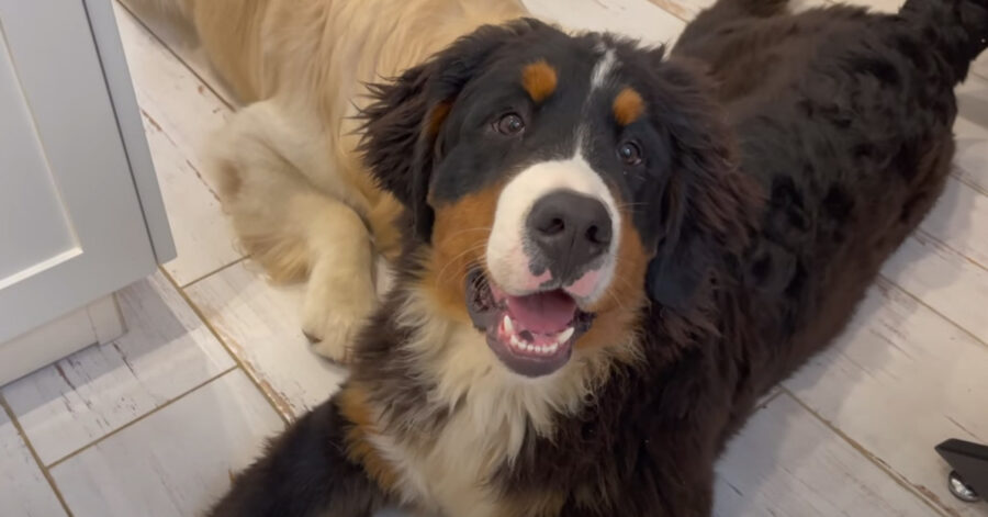 Bovaro del Bernese con un Golden