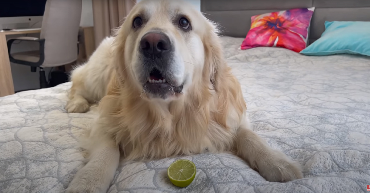 Il Golden Retriever assaggia per la prima volta un limone e conquista il web