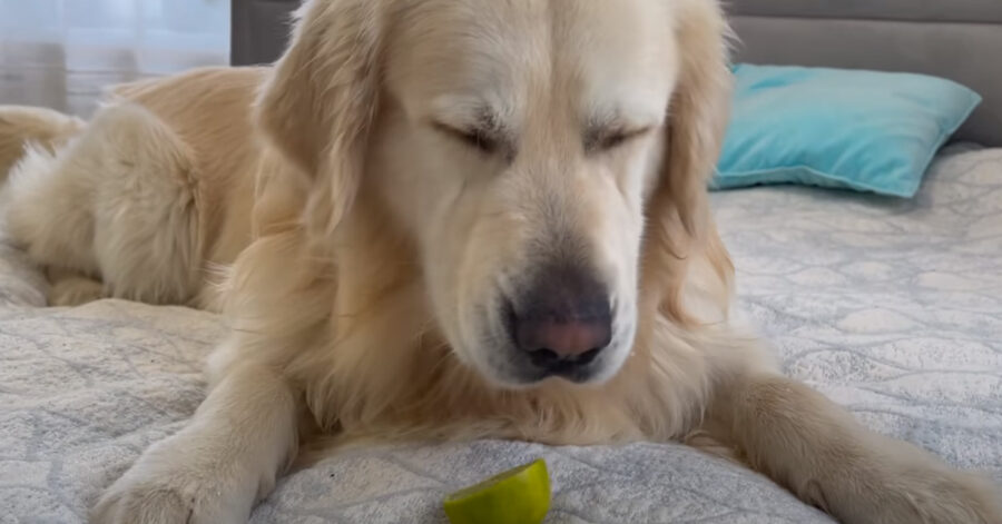 Golden Retriever con un limone