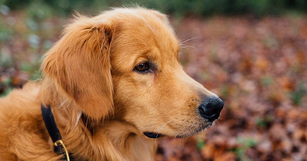 Golden Retriever che osserva