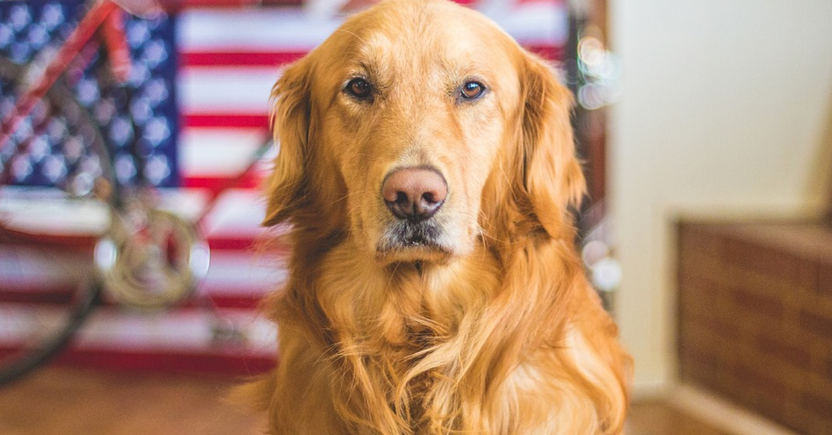 Golden Retriever che osserva