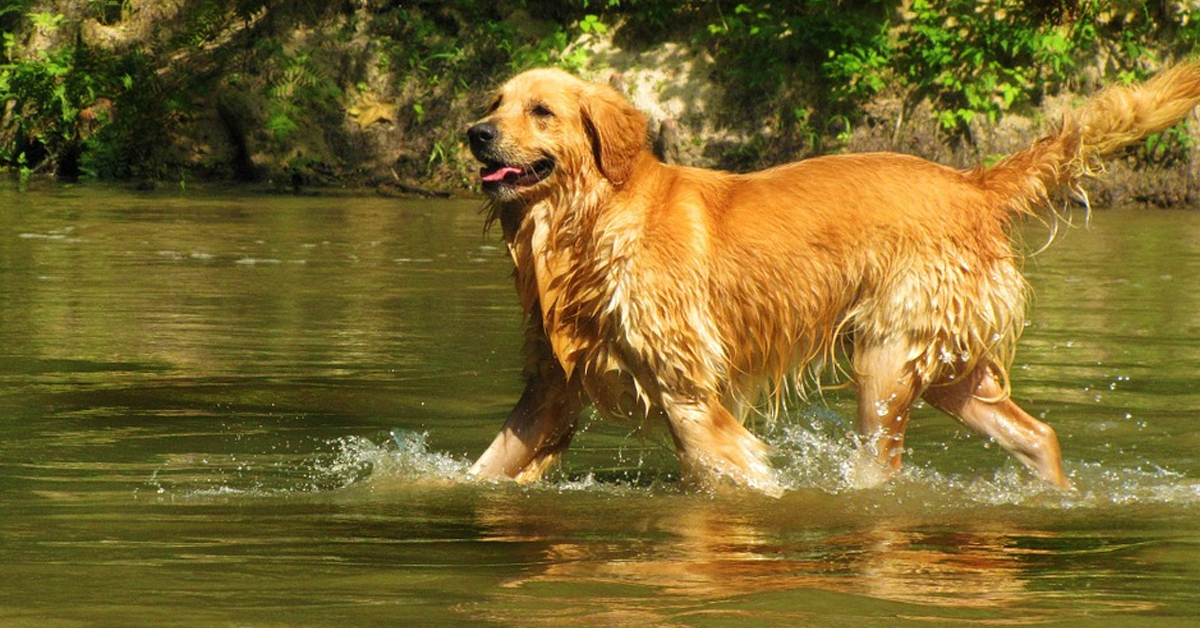 Golden Retriever in acqua