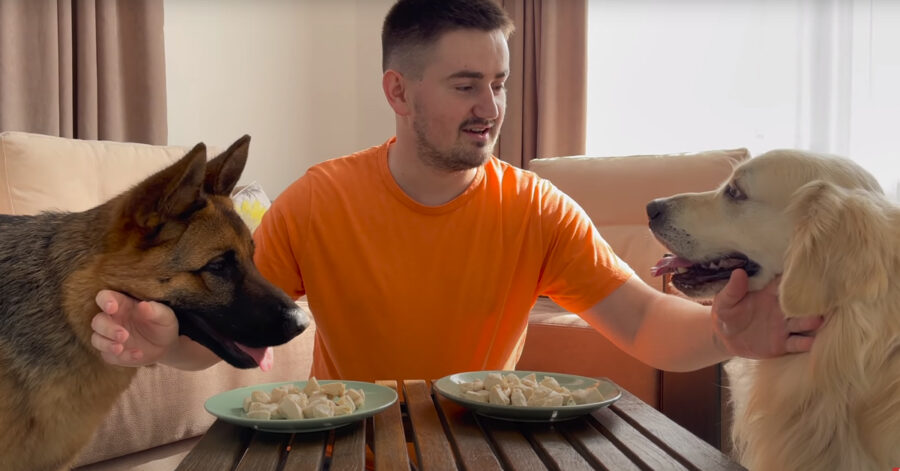 Golden Retriever e Pastore Tedesco che mangiano