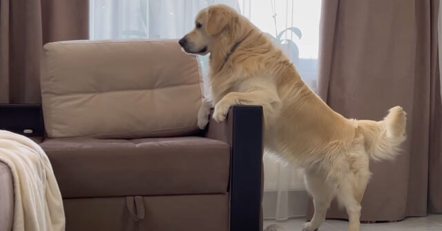 Il Golden Retriever e il suo padrone giocano a nascondino: chi sarà il più intelligente? (video)