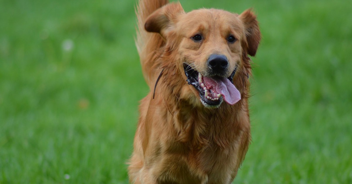 Golden Retriever che osserva