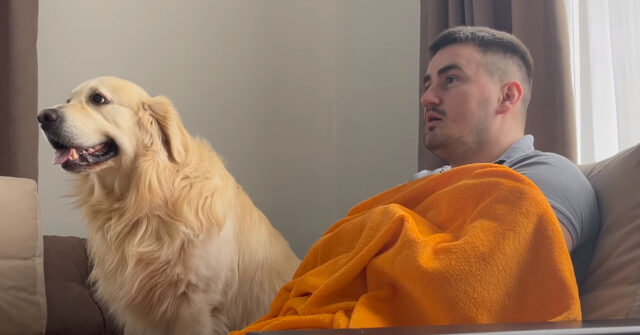 Il Golden Retriever osserva il suo padrone che guarda un film horror e la sua reazione è tenerissima (video)