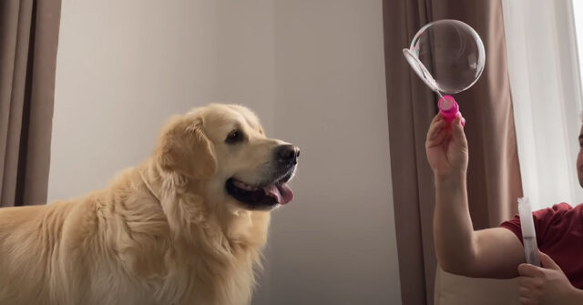 Il Golden Retriever reagisce in modo molto tenero dopo aver visto per la prima volta delle bolle di sapone