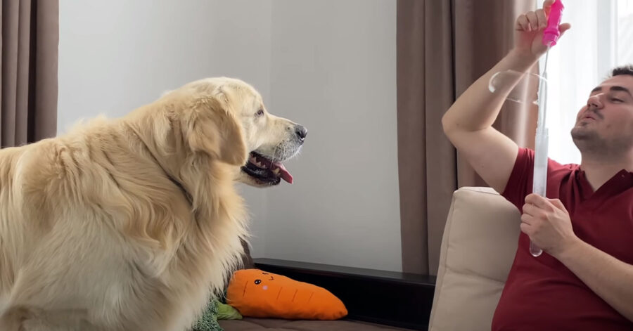 Golden Retriever che osserva delle bolle di sapone