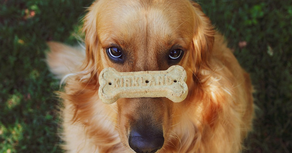 Il Golden Retriever scopre di essere ingrassato e la sua reazione è virale (video)