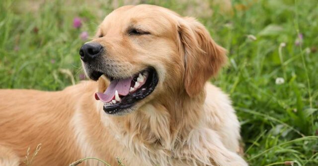 Il Golden Retriever sembra il cane più rilassato del mondo mentre si fa il bagnetto (video)