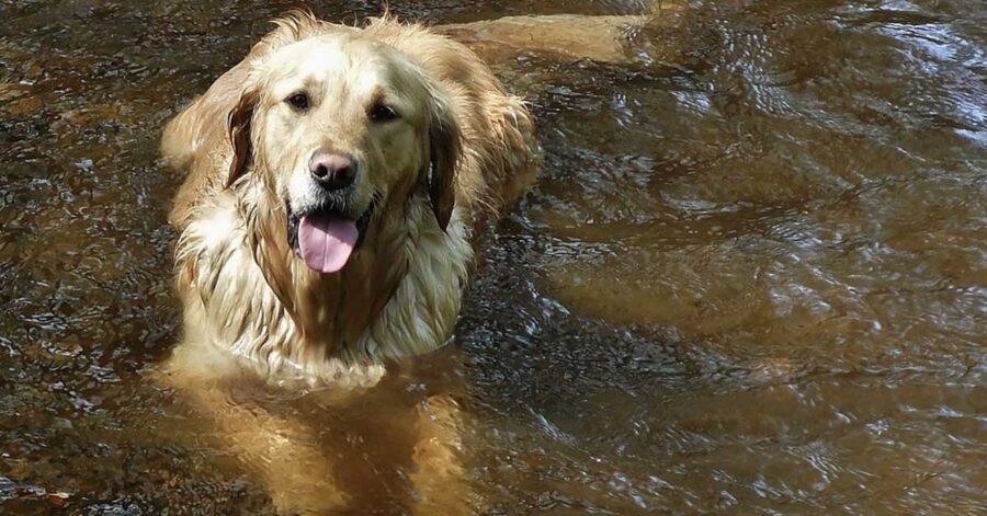 Golden Retriever in acqua