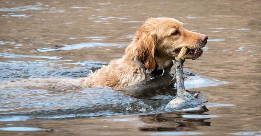 Golden Retriever in acqua