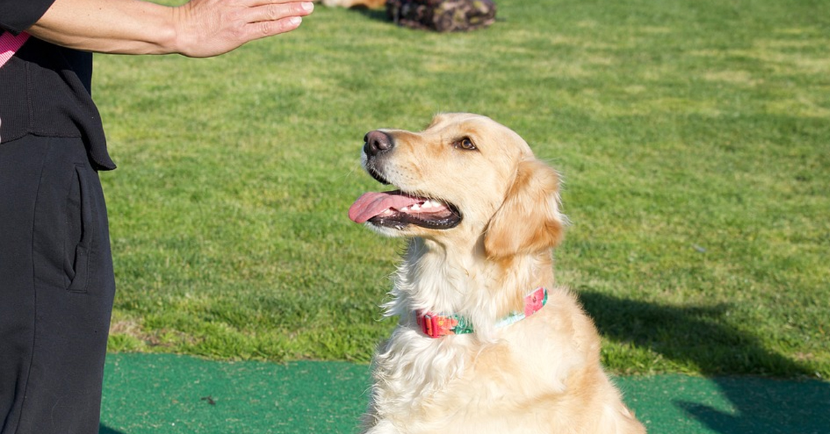 Il Golden Retriever viene ingannato dalla padrona che gli dà degli snack invisibili (video)