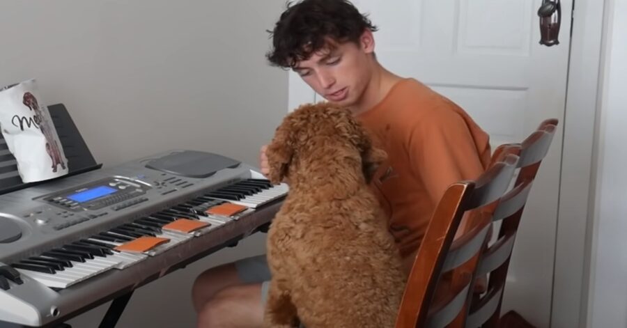 Max Labradoodle piano video