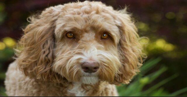 Il Labradoodle Max si impegna a imparare a suonare il piano (VIDEO)