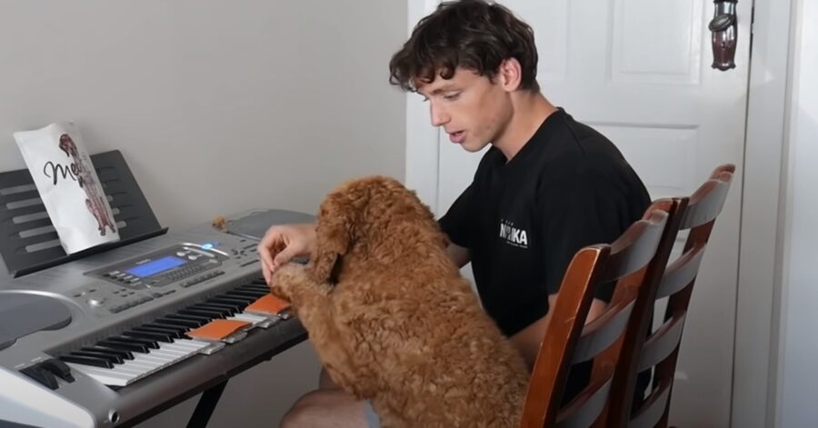 Max Labradoodle piano video