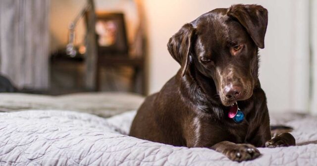 Il Labrador aspetta paziente che la sua padrona si svegli e poi mostra tutta la sua felicità (video)