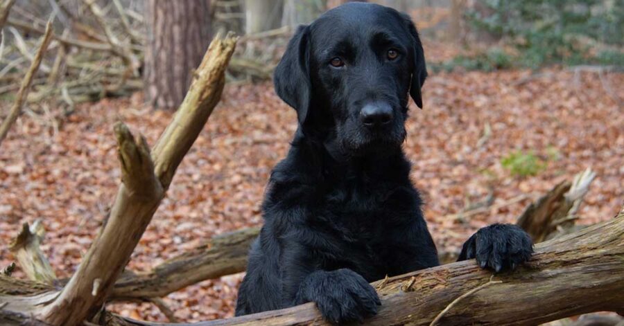 Labrador in un bosco