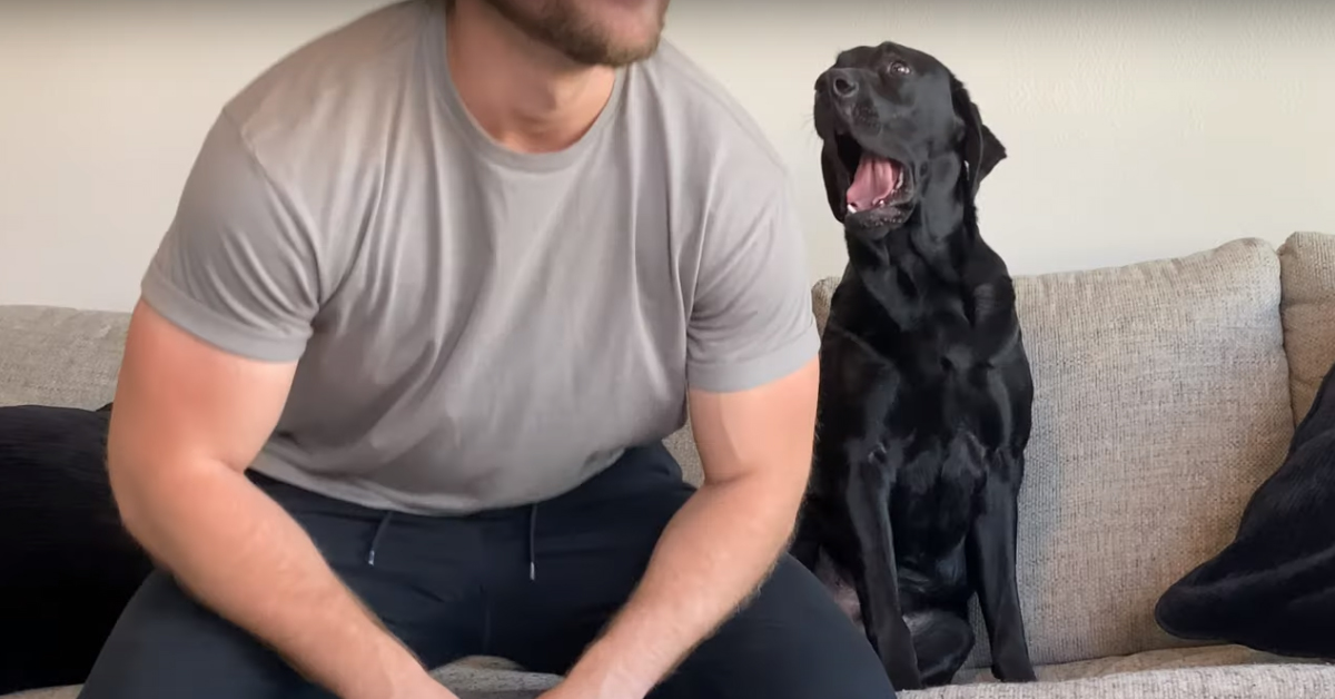 Il Labrador è vittima dello scherzo del padrone che finge che il suo cane sia invisibile (video)