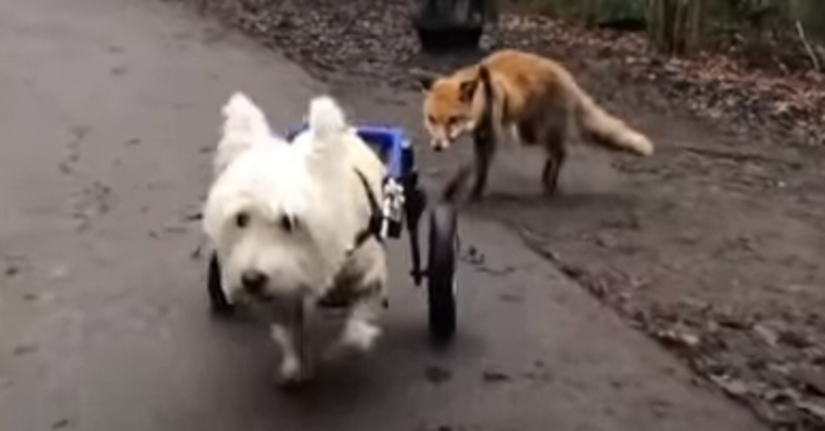 Il Norfolk Terrier Jack si diverte a giocare con la sua amica volpe (VIDEO)