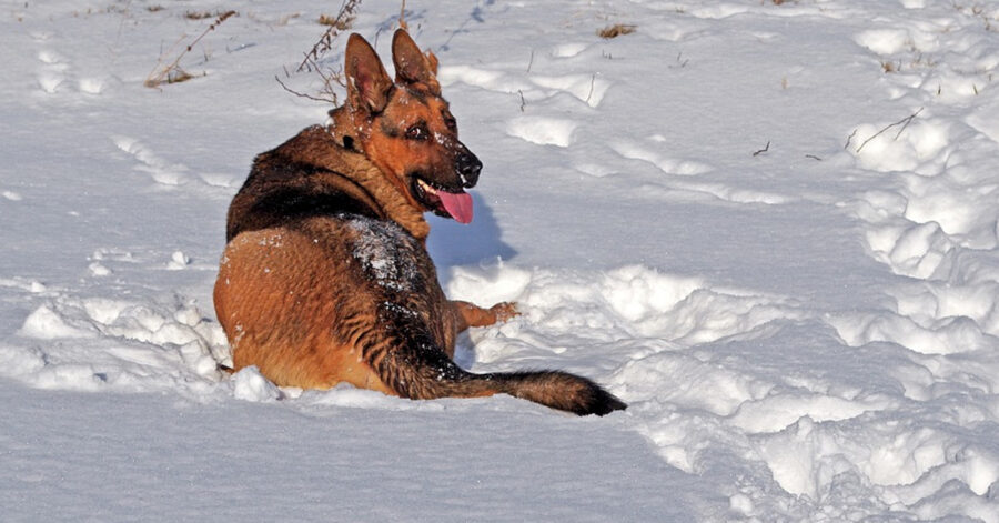 Pastore Tedesco nella neve