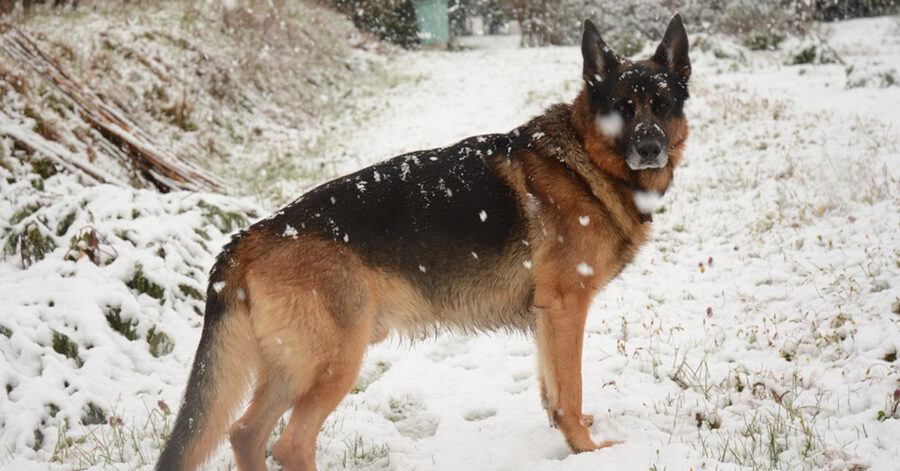 Pastore Tedesco nella neve