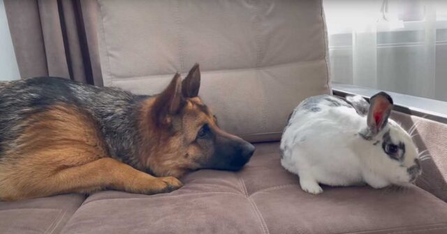Il Pastore Tedesco è molto confuso quando incontra per la prima volta un coniglio gigante