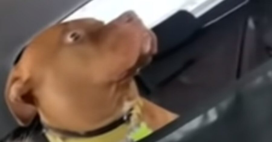 Ottis Pitbull veterinario video