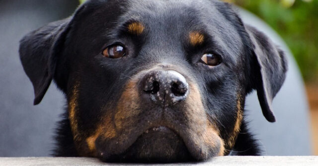 Il Rottweiler deve affrontare una difficile prova di resistenza davanti ad un wurstel (video)