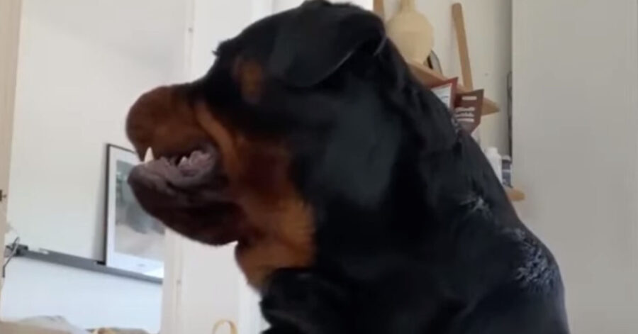 Rottweiler che osserva