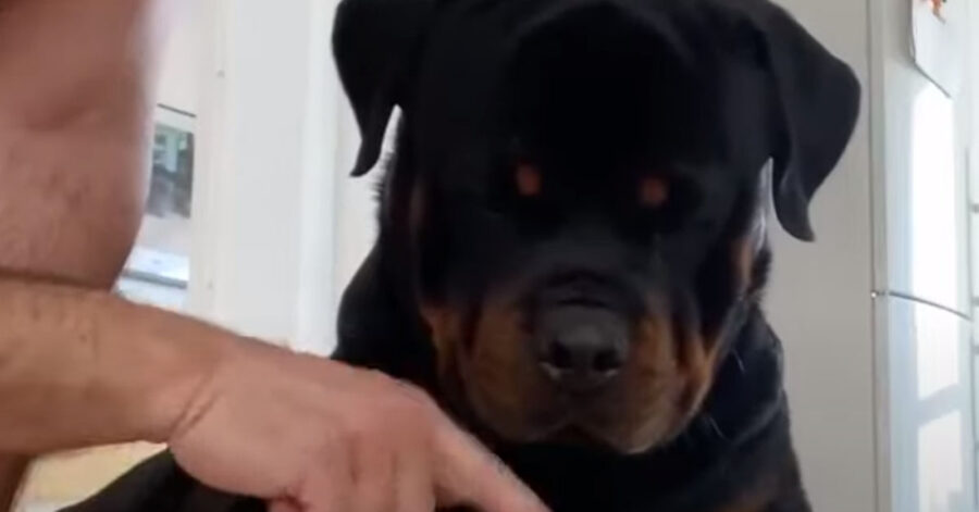 Rottweiler che osserva