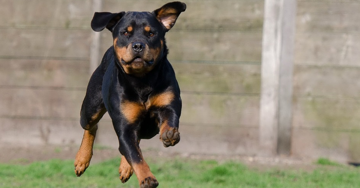 Il Rottweiler fa stretching come un vero sportivo (video)