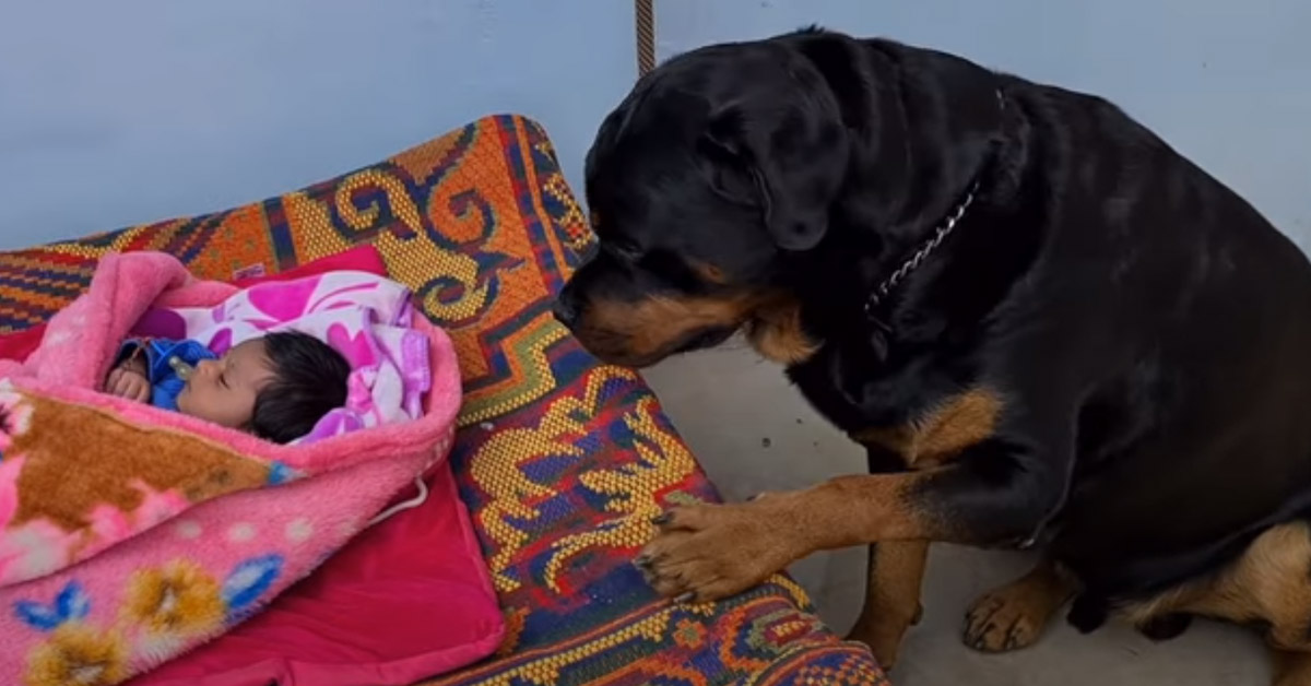 Il Rottweiler protegge il bambino in modo speciale, trasformandosi nel suo angelo custode (video)