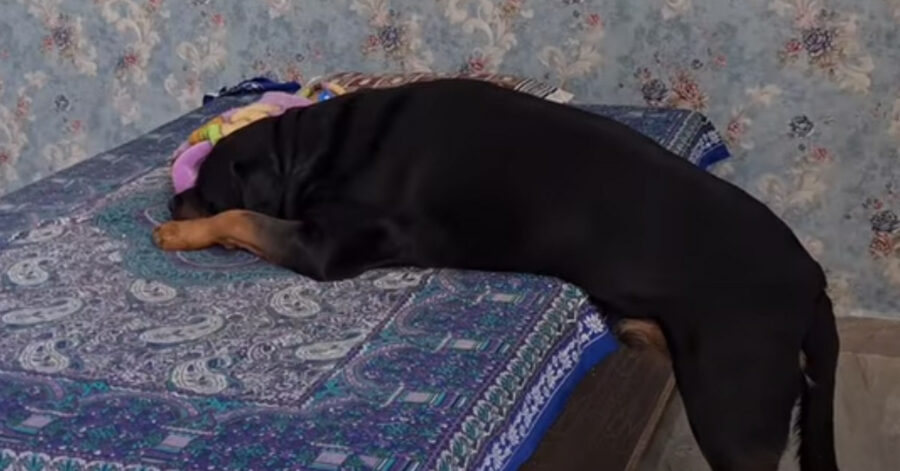 Rottweiler con un bambino