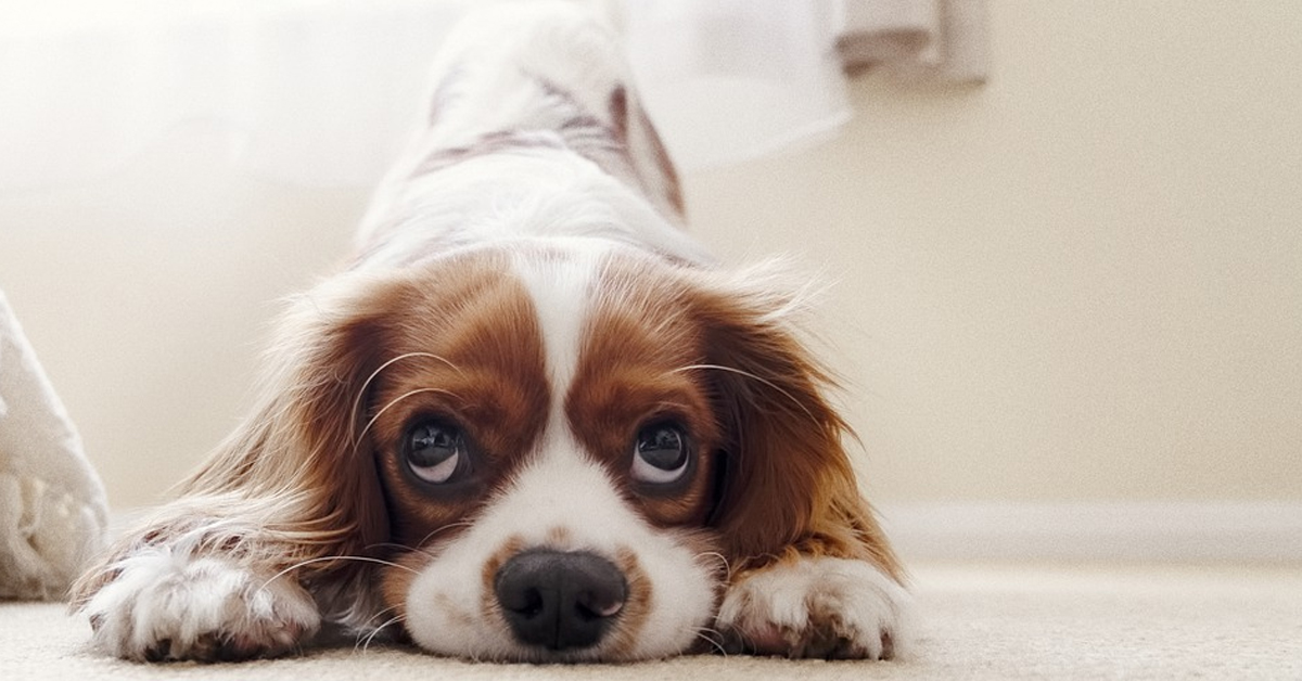 Il Terranova e il Cavalier King giocano al tiro alla fune, mettendo in evidenza la differenza di stazza (video)