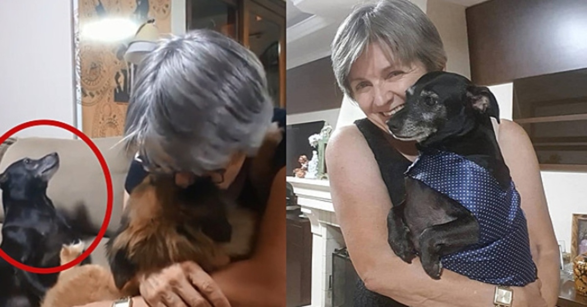 Il cagnolino Joaquim è geloso quando la sua mamma umana coccola qualcun altro (VIDEO)
