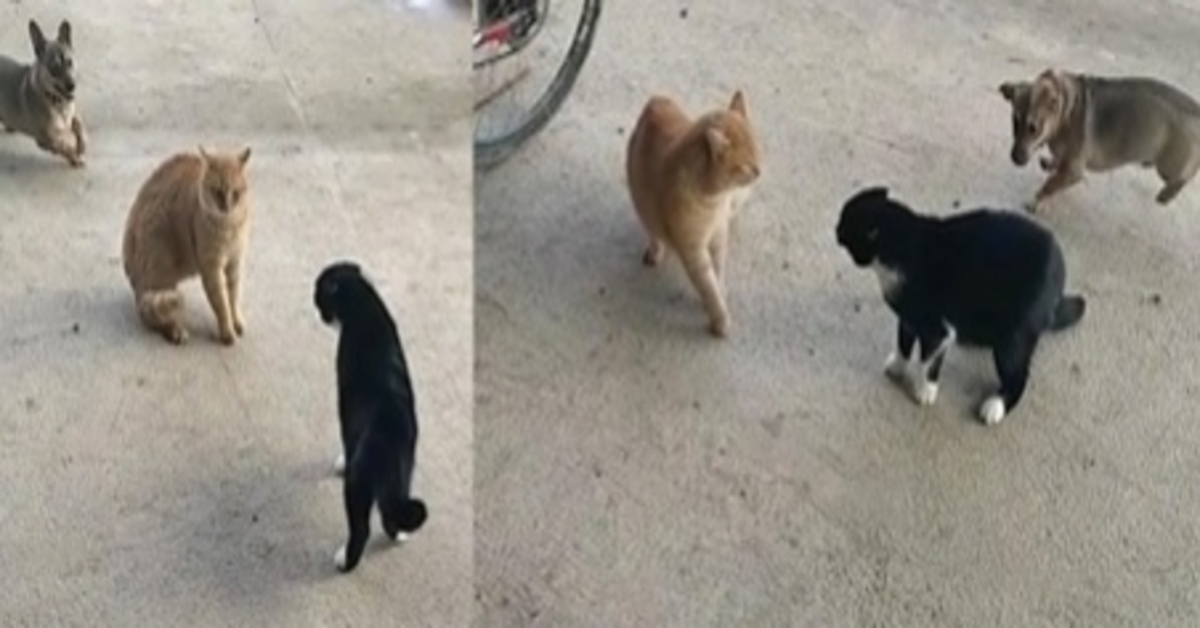 Il cagnolino Tuzik interviene per sedare il litigio fra i gatti (VIDEO)