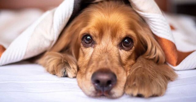 Il cucciolo di Cocker Spaniel gioca per la prima volta con una pallina