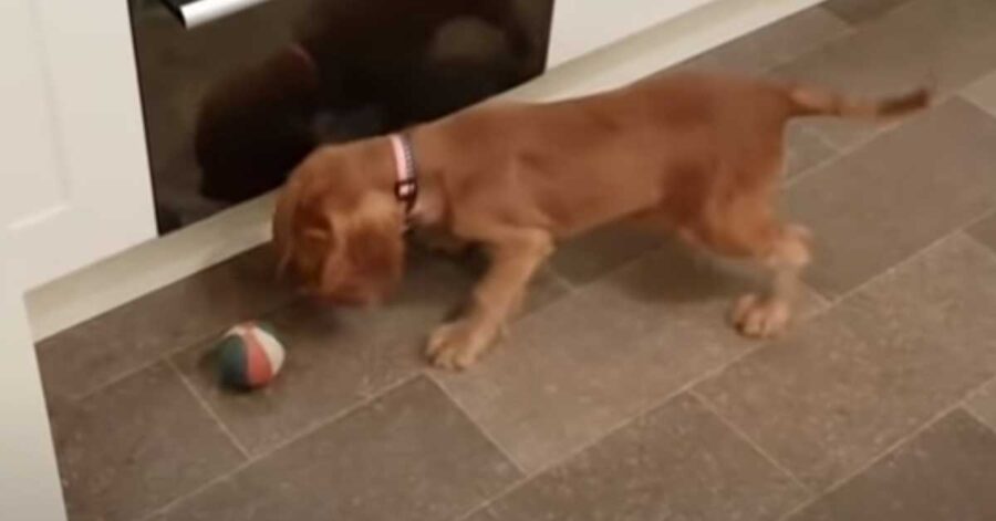 Cucciolo Cocker Spaniel con una pallina