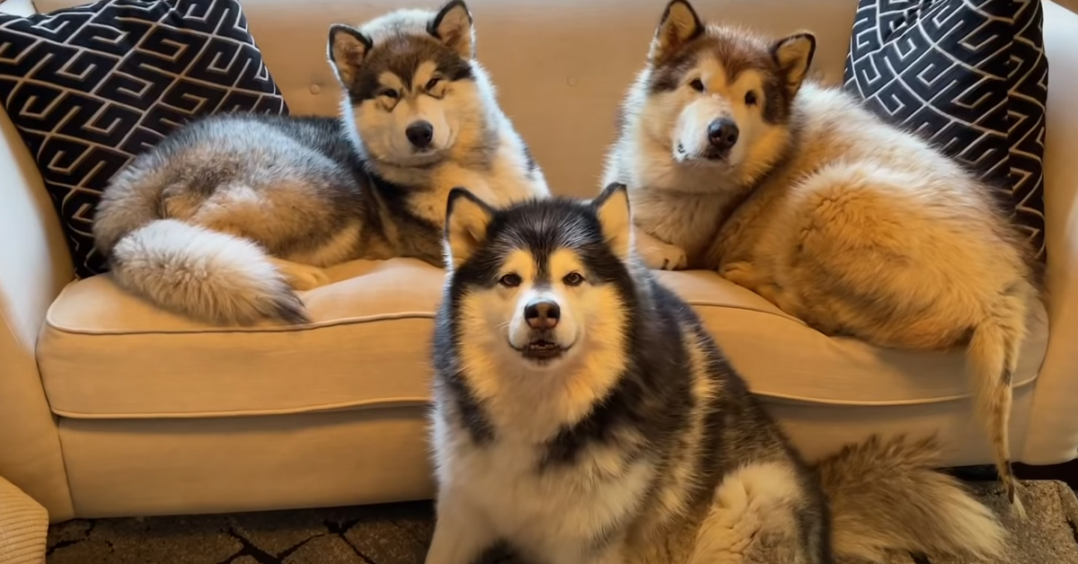 Il cucciolo di Alaskan Malamute incontra per la prima volta il suo fratellino