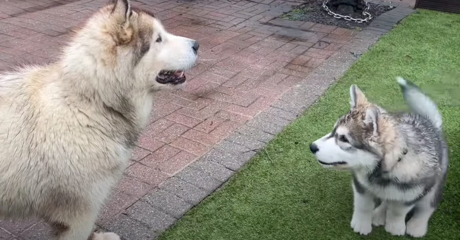 Alaskan Malamute che giocano