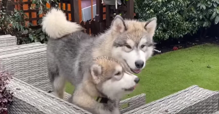 Alaskan Malamute che giocano