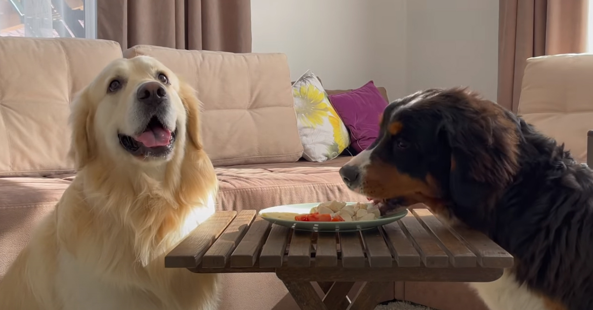 Il cucciolo di Bovaro del Bernese e il Golden Retriever devono resistere di fronte al cibo incustodito (video)
