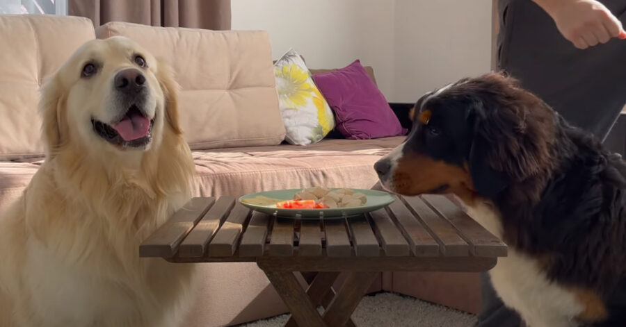 Golden Retriever con un Bovaro del Bernese